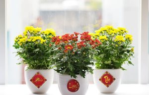7 Lưu Ý Khi Chọn Bình Hoa Ngày Tết Để Mang Tài Lộc 13 Bình hoa ngày tết